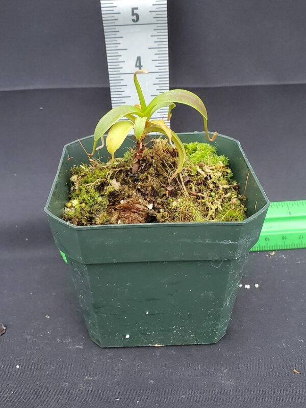 20231204_121518-R-600x801 Nepenthes izumiae BE3925