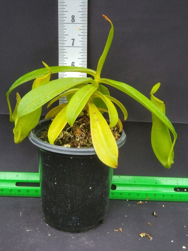 20231204_130301-Med-600x801 Nepenthes reinwardtiana BE 3159