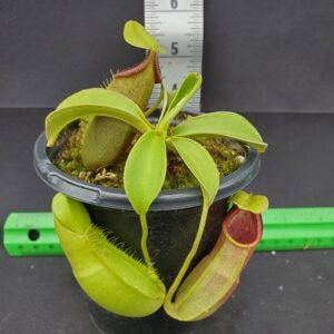20231204_130713-R-300x300 Nepenthes spathulata BE 3175
