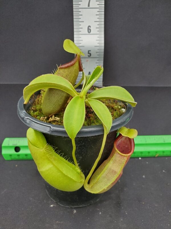 20231204_130713-R-600x801 Nepenthes spathulata BE 3175