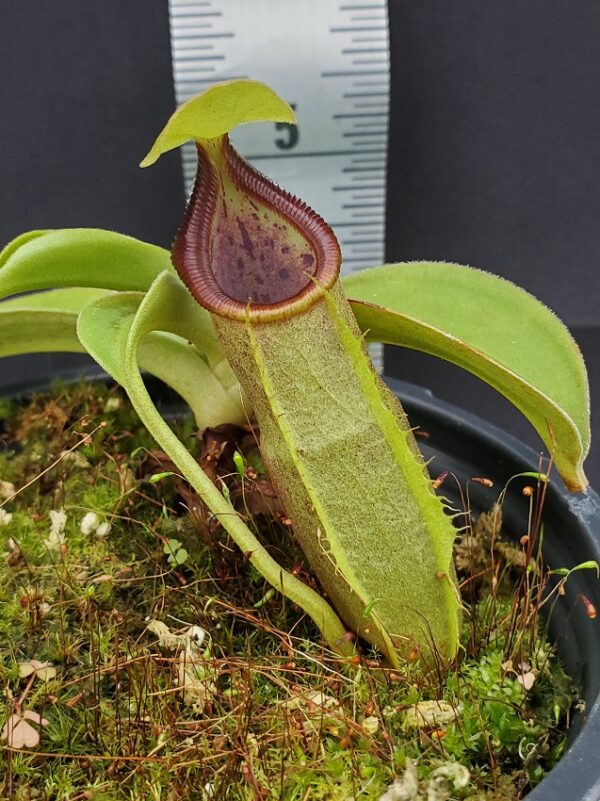 20231204_130724-R-600x801 Nepenthes spathulata BE 3175