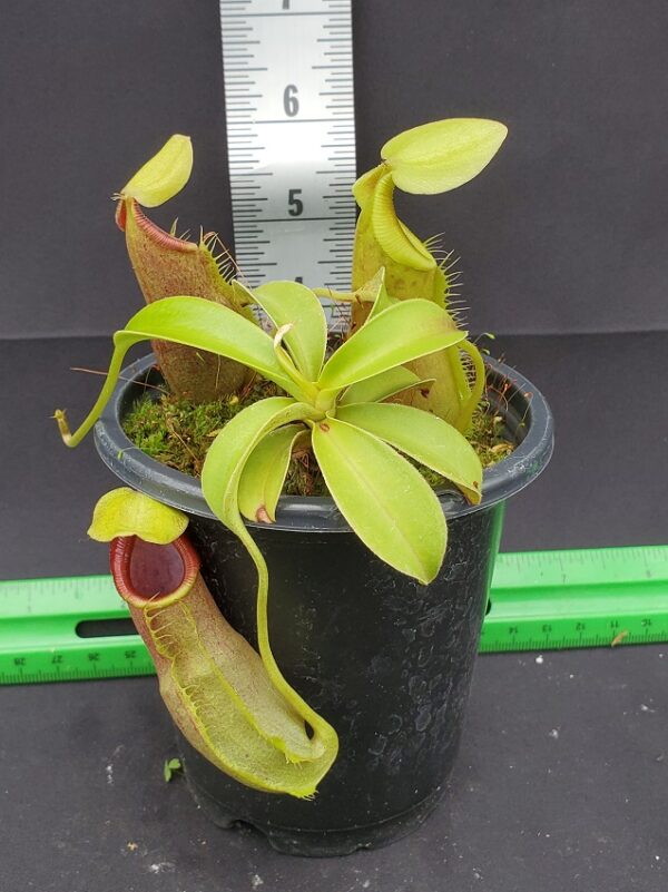 20231204_130734-R-600x801 Nepenthes spathulata BE 3175
