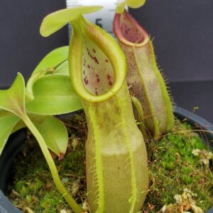 20231204_130742-r-300x300 Nepenthes spathulata BE 3175