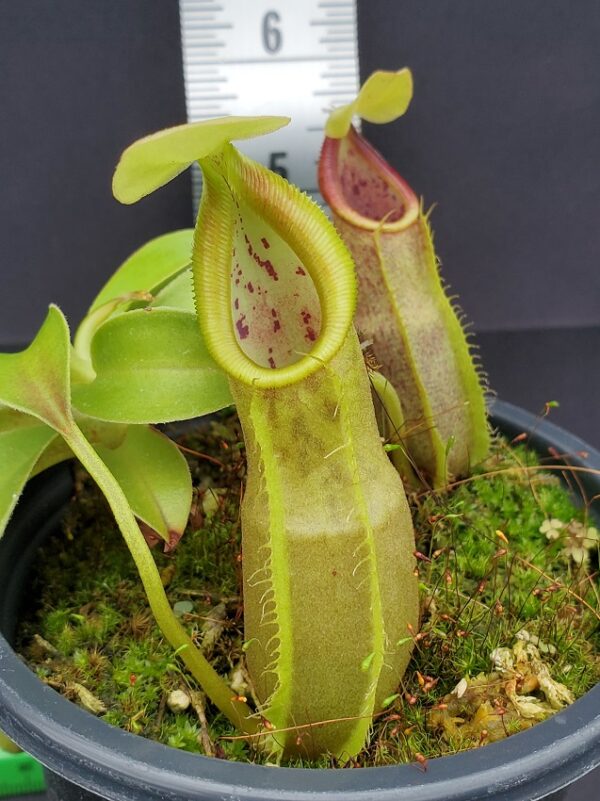 20231204_130742-r-600x801 Nepenthes spathulata BE 3175