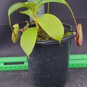 20251116_144156-R-2025-300x300 Nepenthes mira BE 3979