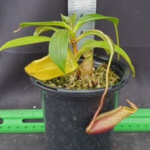 20251116_144211-R-2025-300x300 Nepenthes mira BE 3979