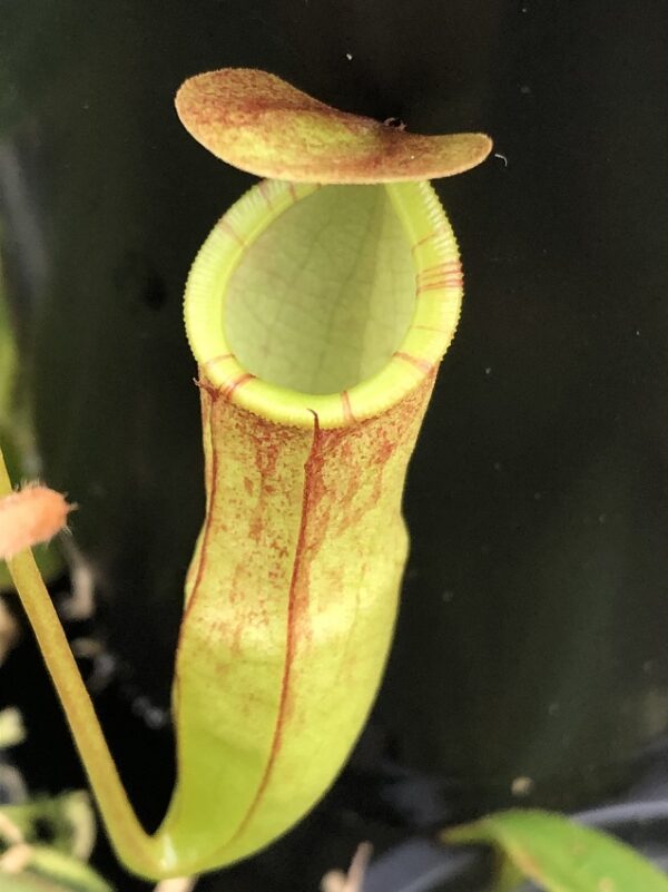 IMG_5204-R-med-Feb-2021-600x801 Nepenthes eustachya x tenuis BE 3971