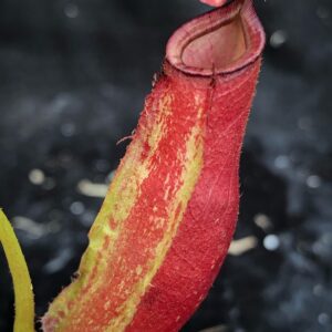 image0-r-300x300 Nepenthes ampullaria x fusca BE 3941