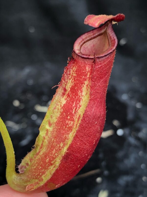 image0-r-600x801 Nepenthes ampullaria x fusca BE 3941