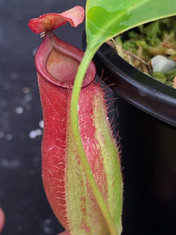 image1-R-600x801 Nepenthes ampullaria x fusca BE 3941