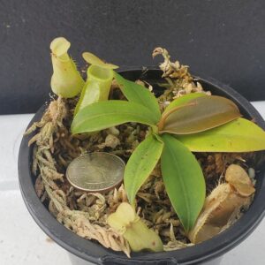 20200911_172125-R-300x300 Nepenthes merrilliana BE 3727