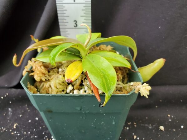 20210905_121335-r-sm-3727-600x450 Nepenthes merrilliana BE 3727
