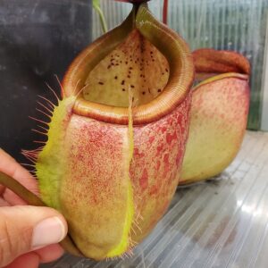 20231121_140516-R-300x300 Nepenthes merrilliana BE 3727