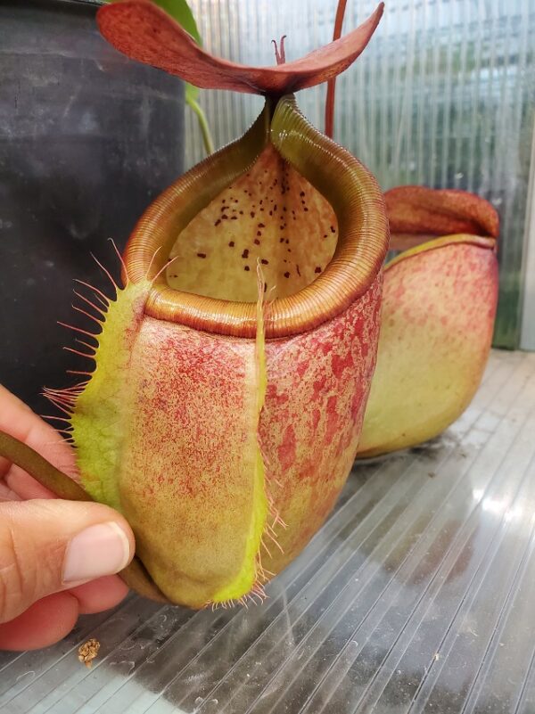 20231121_140516-R-600x801 Nepenthes merrilliana BE 3727