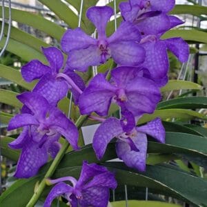 20251118_155459-R-2025-300x300 Vascostylis Prapawan Blue 20251118_155459-R-2025-300x300 Vascostylis Prapawan Blue