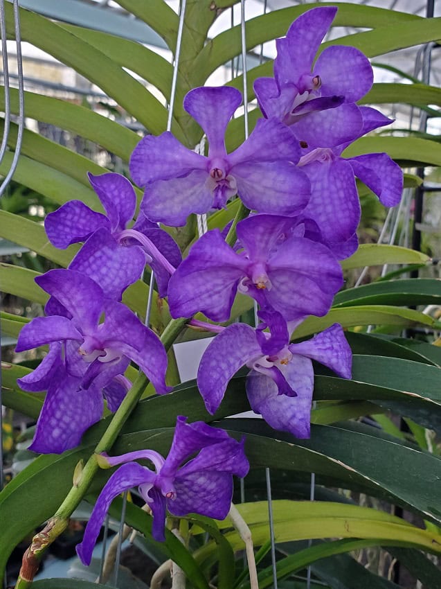 ブルーフラワーヘリテイジ Vascostylis Prapawan Blue – Bergen Water Gardens, Lotus Paradise