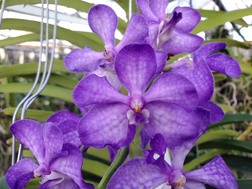 Vascostylis Prapawan Blue – Bergen Water Gardens, Lotus Paradise