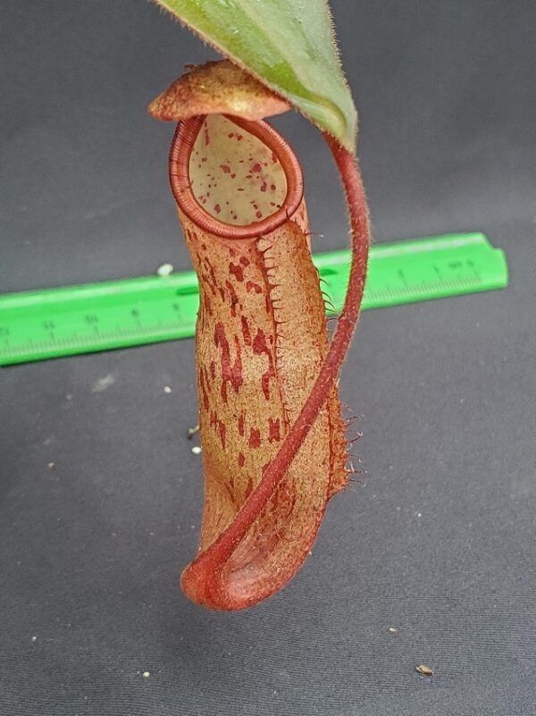 20231122_143736-r-600x801 Nepenthes peltata x sp. #1 BE 4024