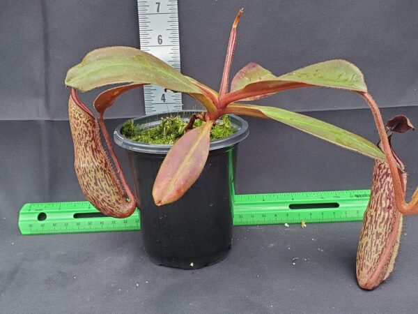 20231122_143833-R-600x450 Nepenthes peltata x sp. #1 BE 4024