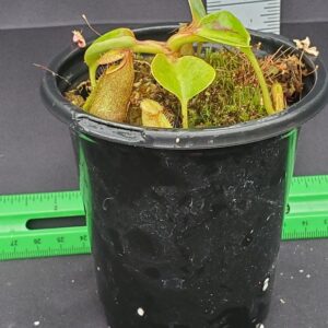 20231128_142003-R-300x300 Nepenthes robcantleyi BE3517