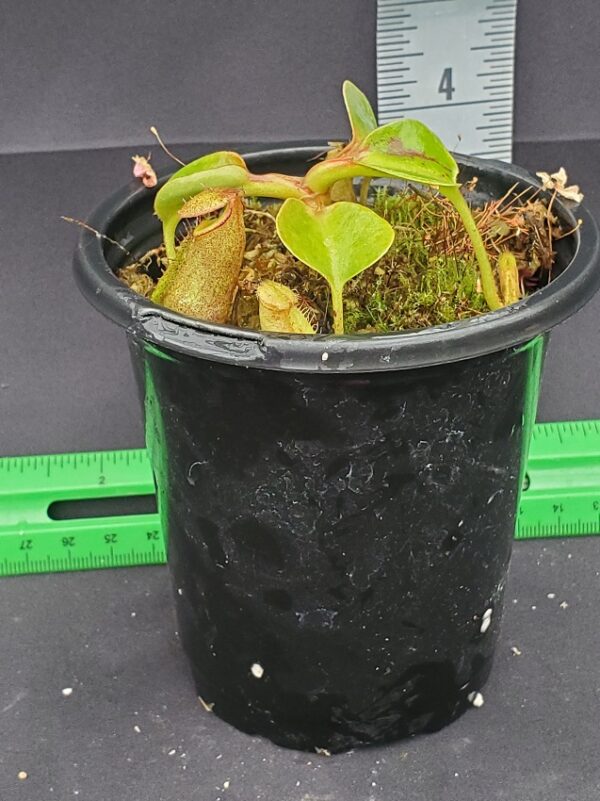 20231128_142003-R-600x801 Nepenthes robcantleyi BE3517