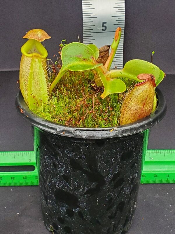 20231128_142014-r-600x801 Nepenthes robcantleyi BE3517