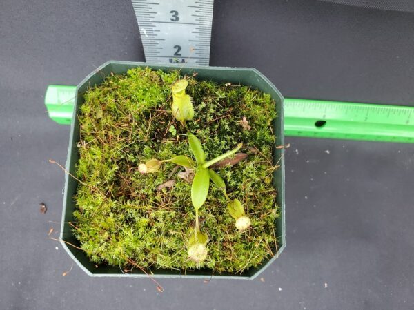 20231204_121909-R-600x450 Nepenthes hamata BE3380