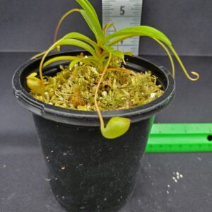 20231204_122815-R-300x300 Nepenthes jacquelineae BE3092