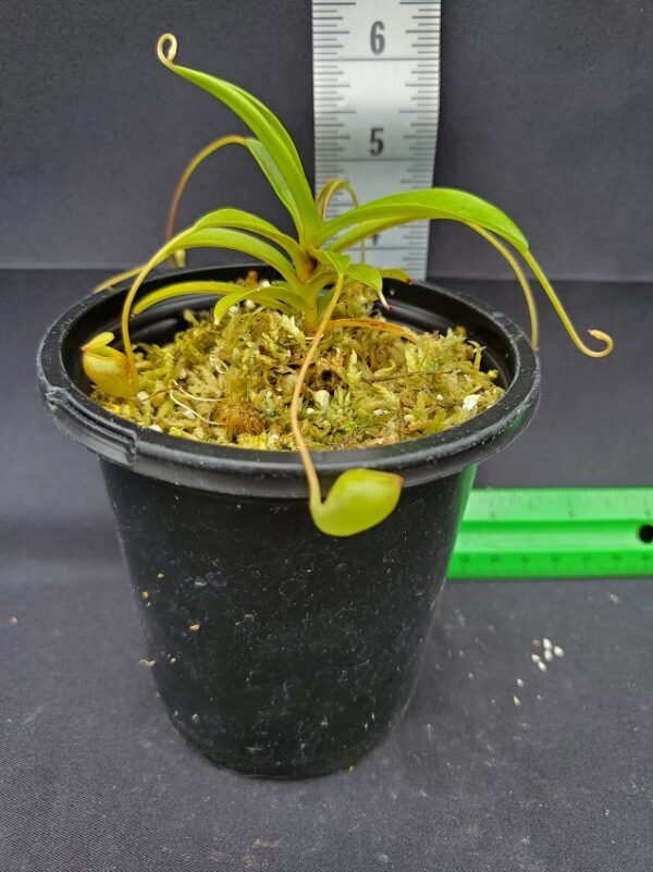 20231204_122815-R-600x801 Nepenthes jacquelineae BE3092