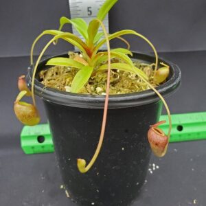 20231204_122822-R-300x300 Nepenthes jacquelineae BE3092