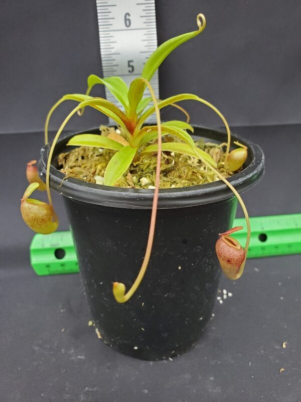 20231204_122822-R-600x801 Nepenthes jacquelineae BE3092
