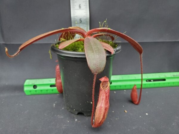 20231204_125226-R-lg-600x450 Nepenthes peltata BE 4025