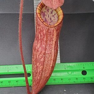 20231204_125708-r-300x300 Nepenthes peltata BE 4025