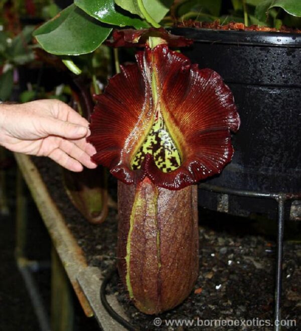 BE-3517b-600x661 Nepenthes robcantleyi BE3517