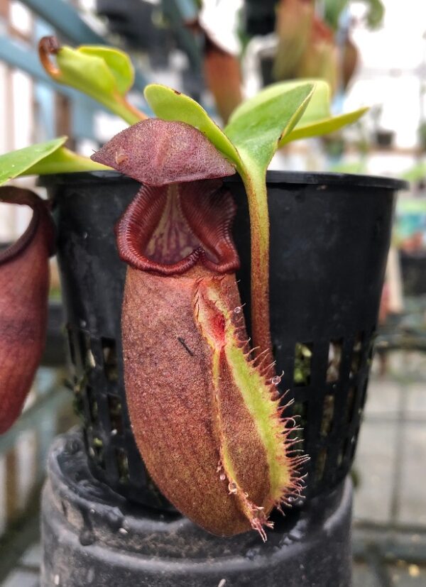 IMG_8185-R-600x827 Nepenthes robcantleyi BE3517