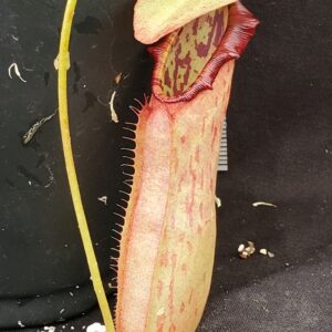 20210924_124550-R-300x300 Nepenthes northiana BE 3357