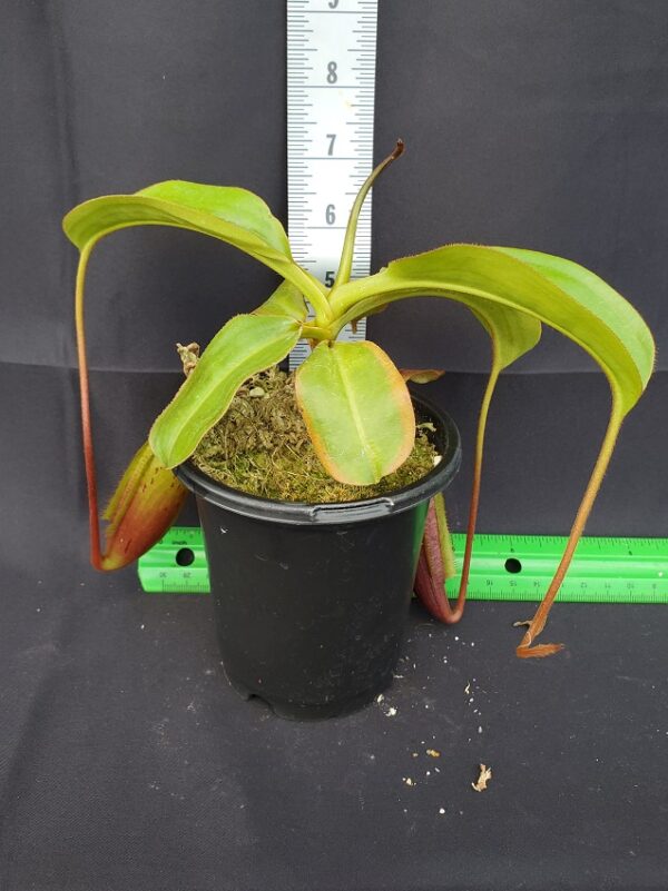 20231118_144140-R-600x801 Nepenthes (veitchii x lowii) x mira BE3910