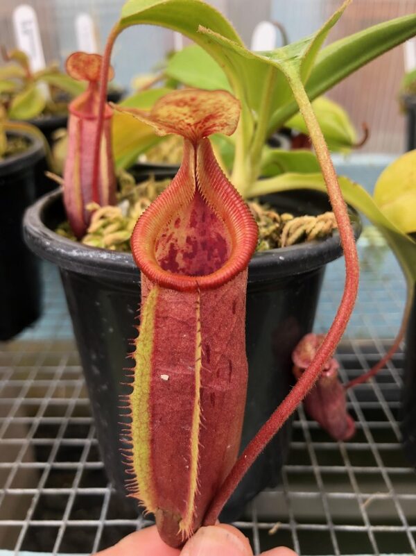 IMG_7780-R-600x801 Nepenthes (veitchii x lowii) x mira BE3910