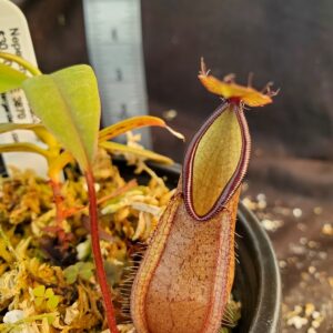 20210906_161614-R-Sept-21-300x300 Nepenthes tentaculata BE 3870