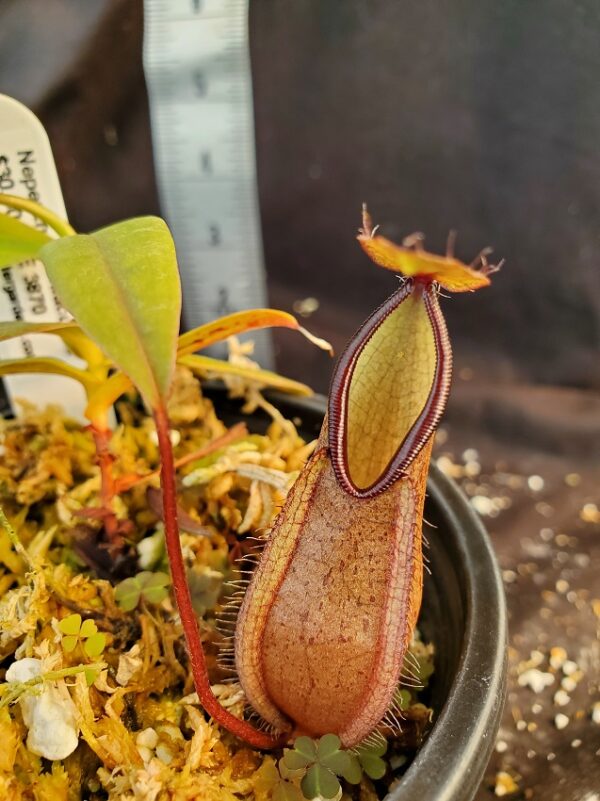 20210906_161614-R-Sept-21-600x801 Nepenthes tentaculata BE 3870