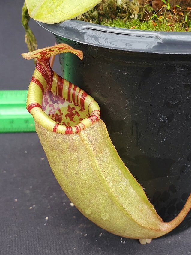 20231128_141116-R-sm-600x801 Nepenthes sibuyanensis x (veitchii x lowii) BE 3986 20231128_141116-R-sm-600x801 Nepenthes sibuyanensis x (veitchii x lowii) BE 3986