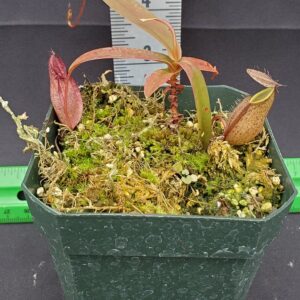 20231204_131232-r-2023-300x300 Nepenthes tentaculata BE 3870