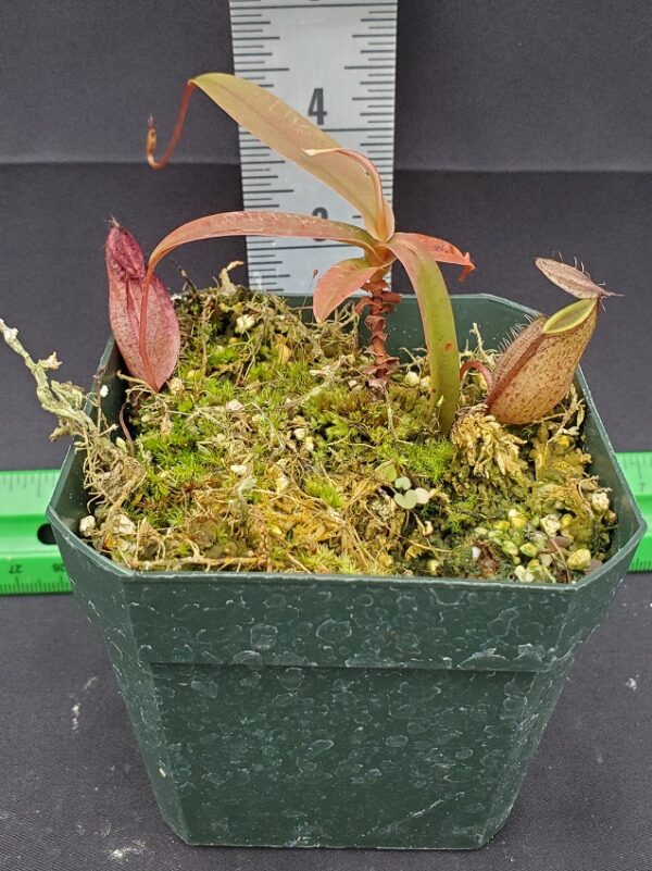 20231204_131232-r-2023-600x801 Nepenthes tentaculata BE 3870