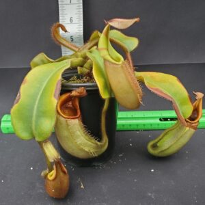 20231204_142322-r-300x300 Nepenthes veitchii BE 4033