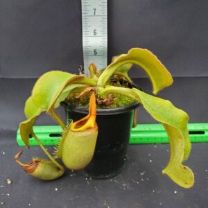 20231204_142337-R-300x300 Nepenthes veitchii BE 4033