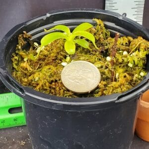 20250903_125745-R-300x300 Nepenthes villosa BE3225