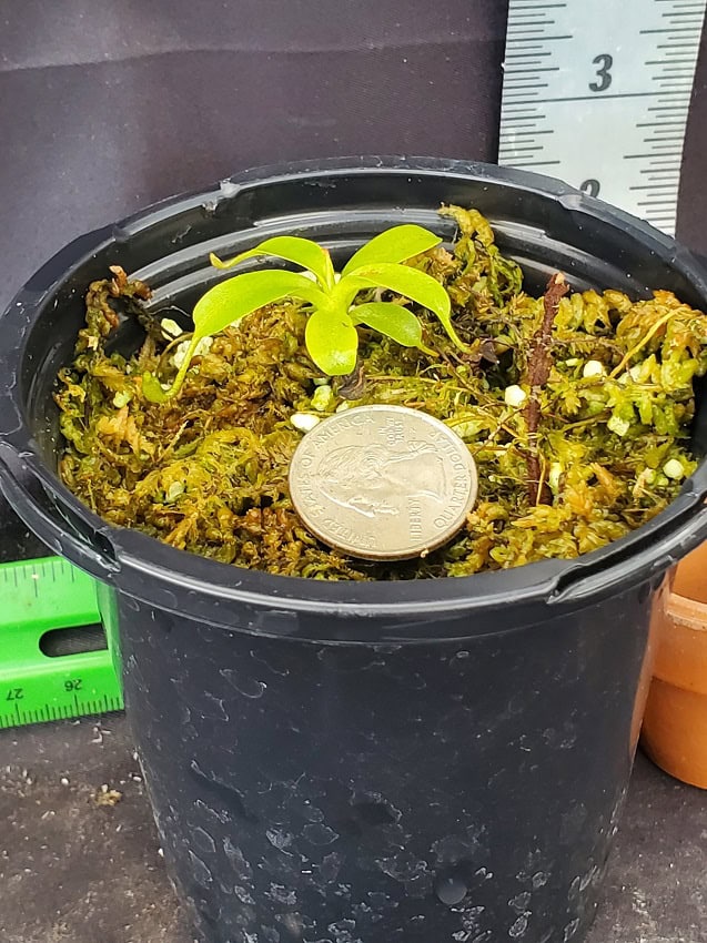 Nepenthes villosa BE3225 – Bergen Water Gardens, Lotus Paradise