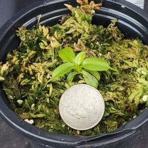 20250903_125758-R-300x300 Nepenthes villosa BE3225