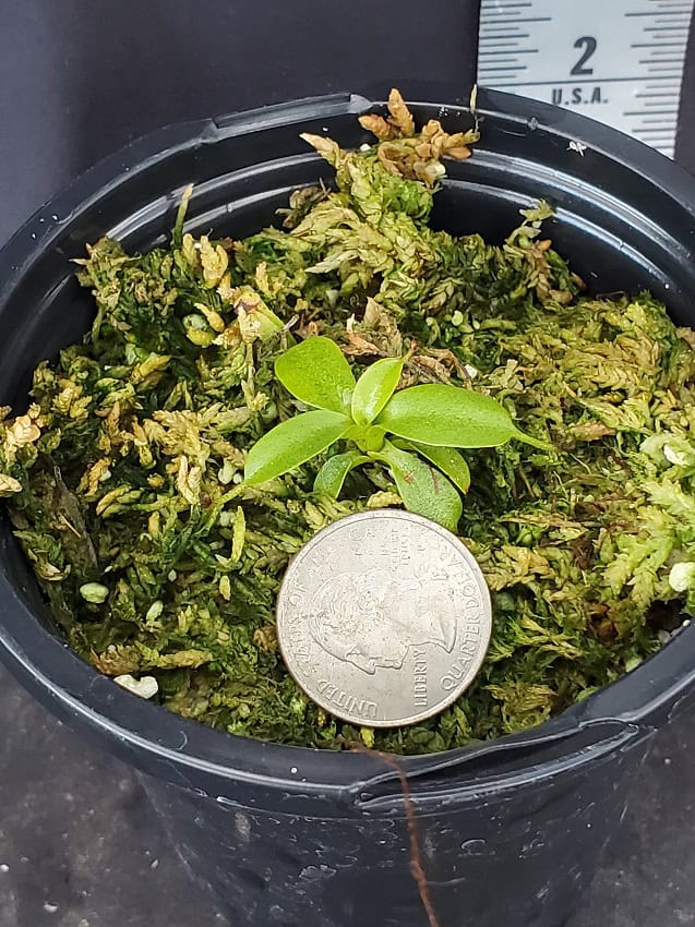 Nepenthes villosa BE3225 – Bergen Water Gardens, Lotus Paradise