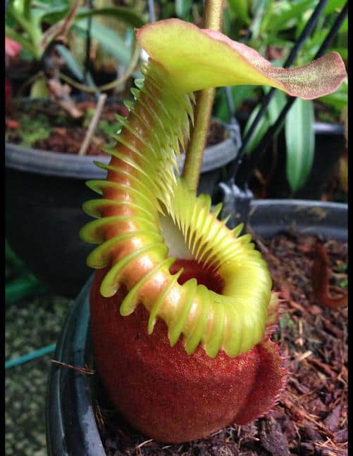 Nepenthes villosa BE3225 – Bergen Water Gardens, Lotus Paradise